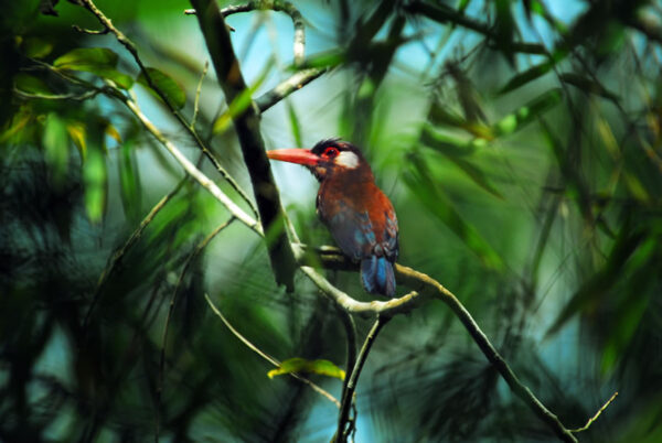 Luxury Travel In The Peruvian Amazon: An Insider Guide 3 Woodcreeper jungle amazon peru wildlife birdwatching nature