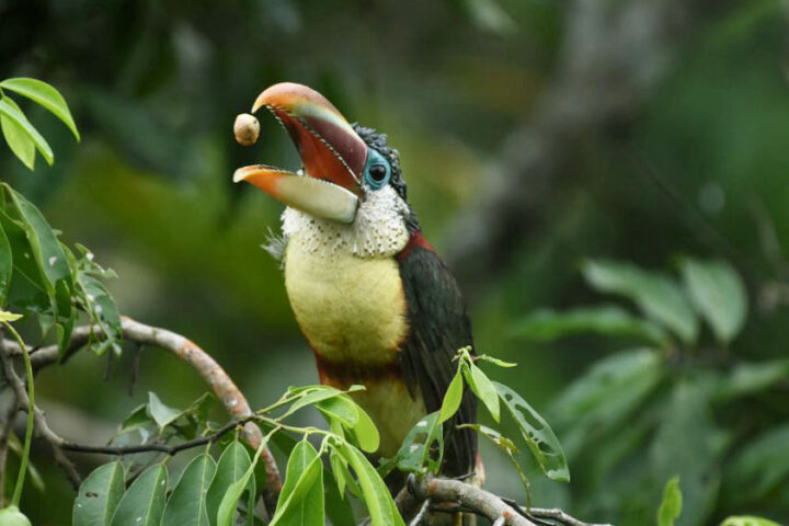 A Guide To Peru Wildlife Watching, Aracari Travel