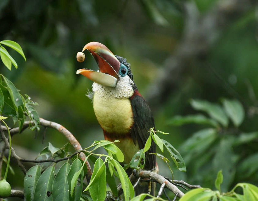 A Guide To Peru Wildlife Watching – Aracari Travel