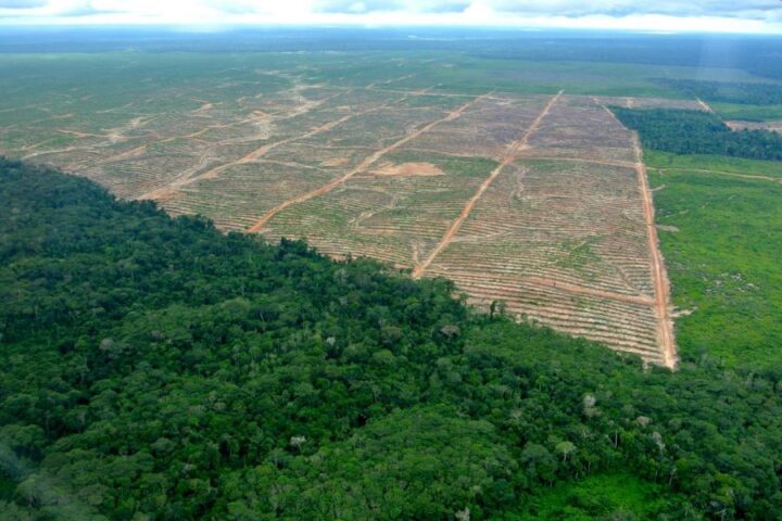 Sustainability In The Amazon, Aracari Travel