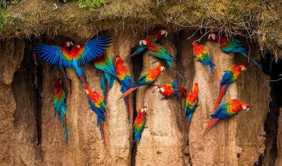 Macaw Clay Lick in the Amazon