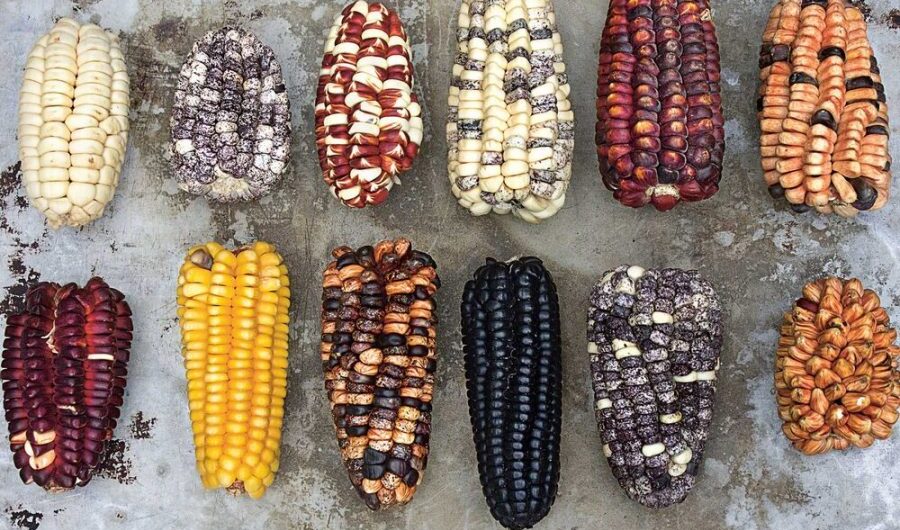 corn2 e1561663697847