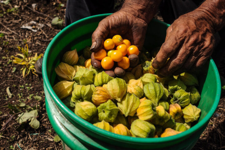 A Guide To Peruvian Superfoods, Aracari Travel