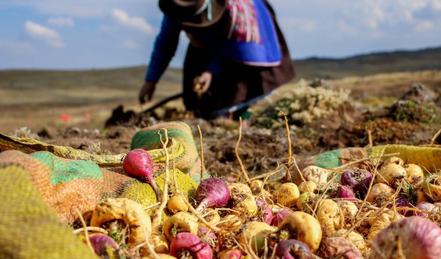 A Guide To Peruvian Superfoods, Aracari Travel