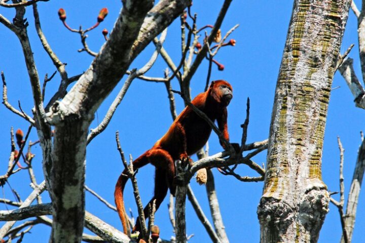 Explore The Peruvian Amazon With Aqua Expeditions’ New Vessel, Aracari Travel