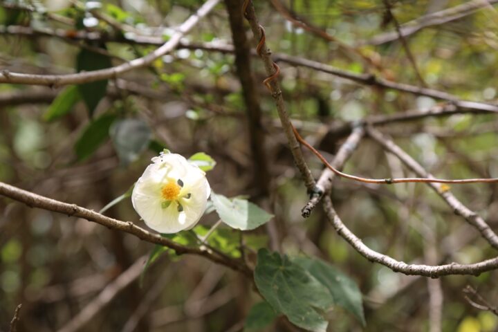 Adventures On The Inca Trail &#8211; And Why We Need To Preserve It, Aracari Travel