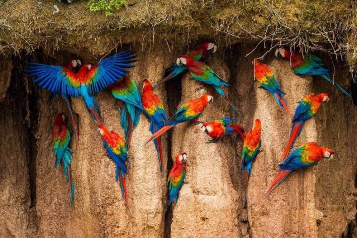 Wildlife in Peru: A Nature Lover’s Guide To Seasonal Peru Travel, Aracari Travel