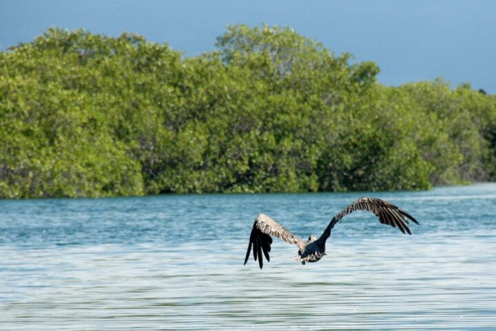 The Aracari Story, Aracari Travel