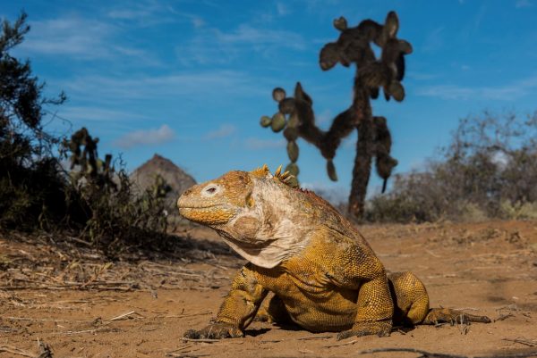 Month By Month – Where To See Wildlife In The Galapagos, Aracari Travel