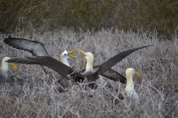 Month By Month – Where To See Wildlife In The Galapagos, Aracari Travel