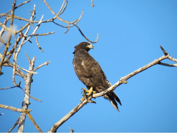 Month By Month – Where To See Wildlife In The Galapagos, Aracari Travel