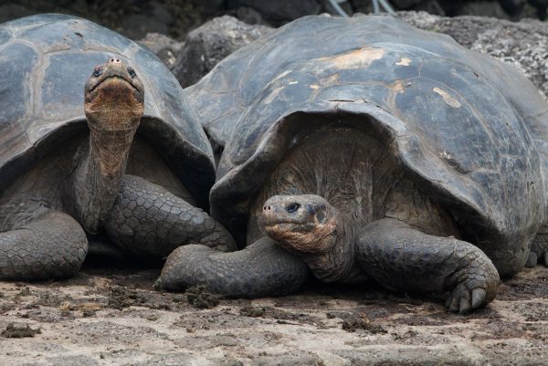 Month By Month – Where To See Wildlife In The Galapagos, Aracari Travel