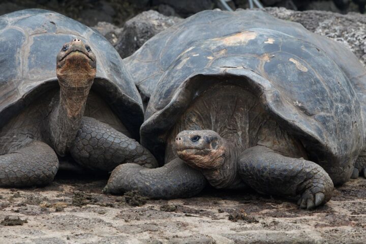 How to Plan a Trip to the Galapagos, Aracari Travel