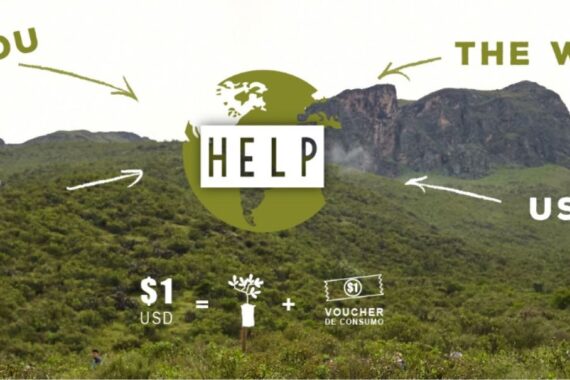reforestation program