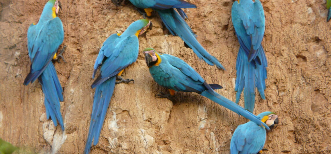 macaws eduardo nycander