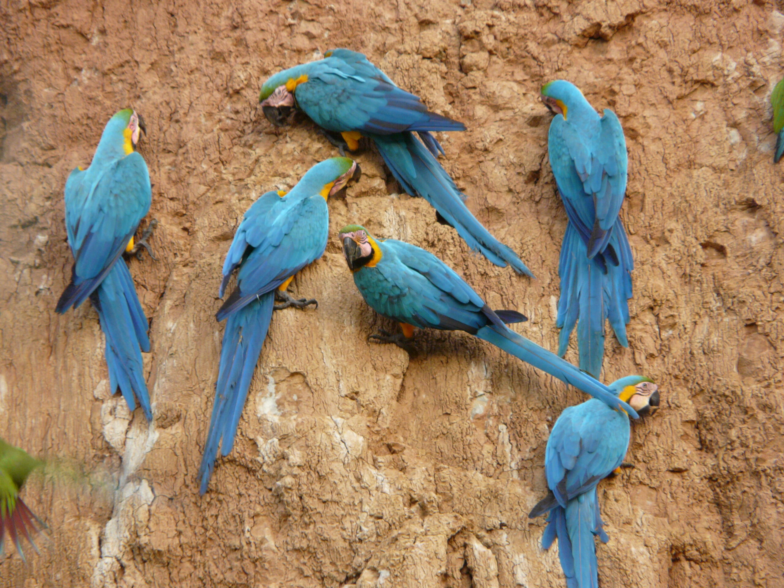 macaws eduardo nycander