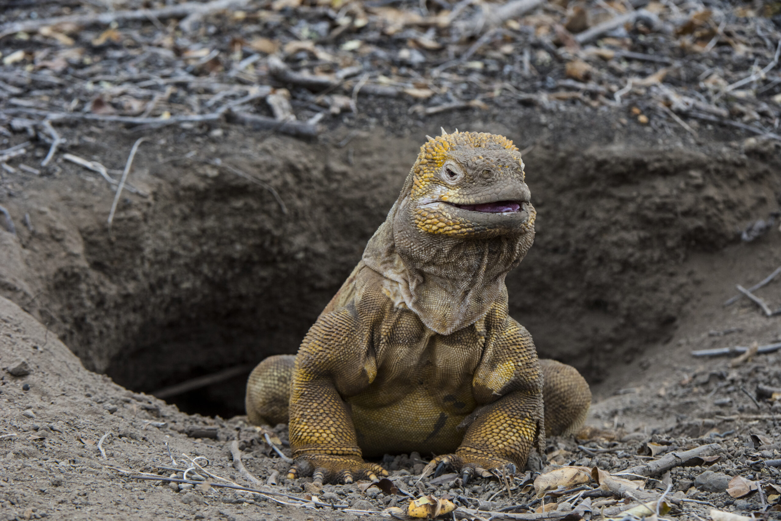 Cruises versus Hotel Based Vacations in the Galapagos