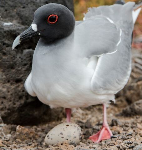 Cruises versus Hotel Based Vacations in the Galapagos, Aracari Travel