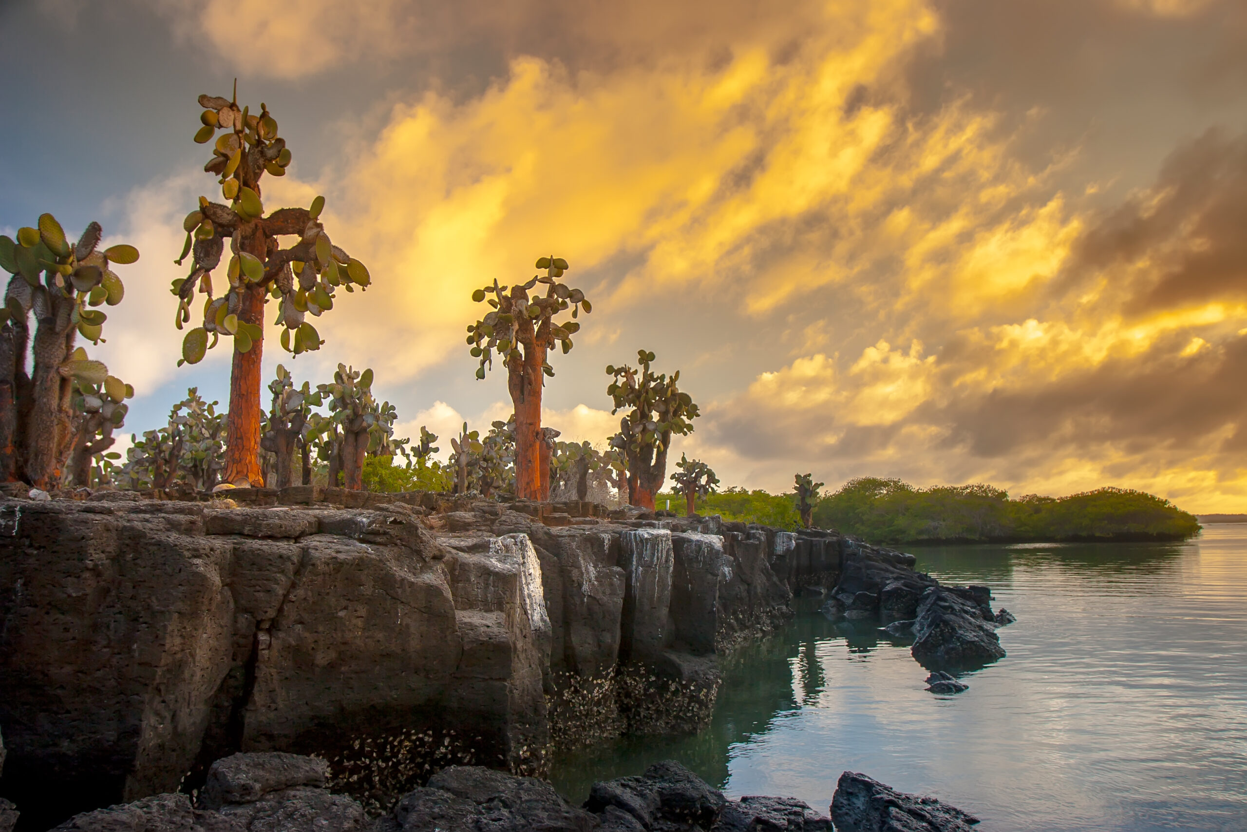 galapagos shore with cactus