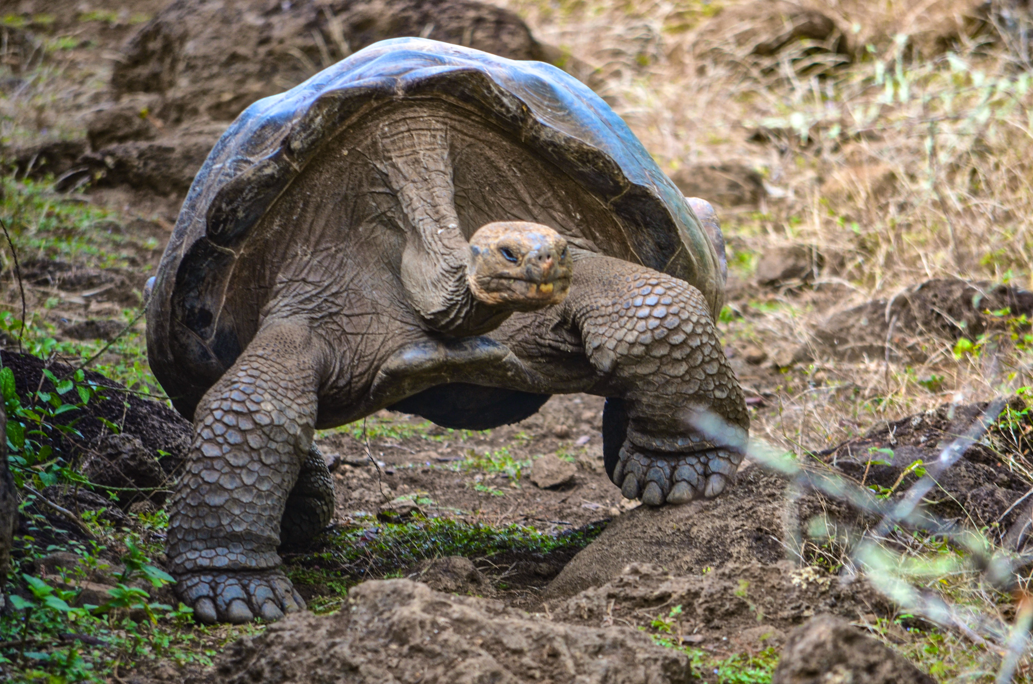 Galapagos Giant Tortoise