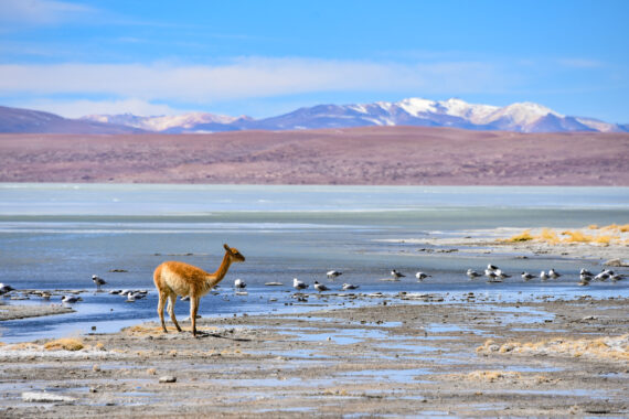 vicuña