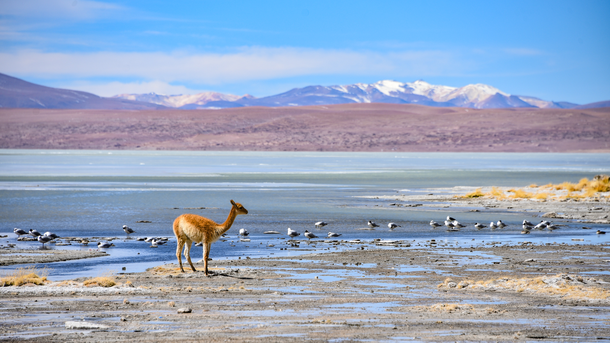 Vicunas and birds grazing on the shores of Laguna Salada, Reserv