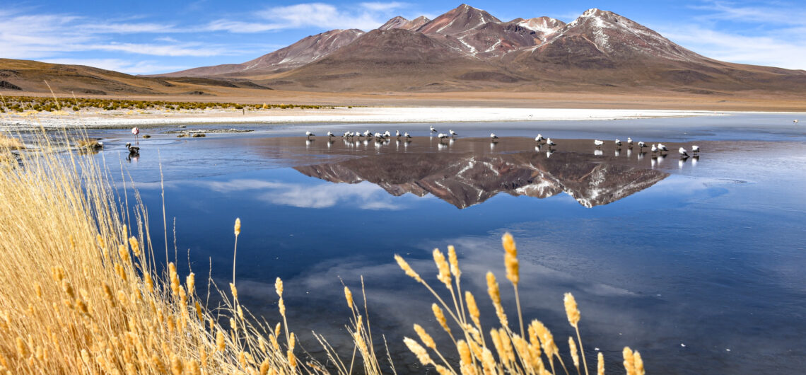Flocks of birds stand on the frozen waters of Laguna Canapa, in