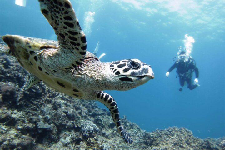 Marisol’s insider guide to booking a trip to the Galapagos Islands, Aracari Travel