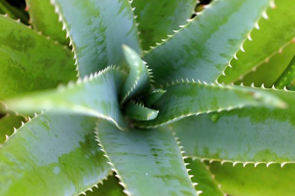 The natural wellness remedies of Peru, Aracari Travel