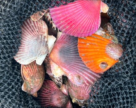 Scallop Hunting