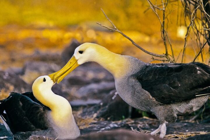 Five South American Journeys Worth Planning a Year Ahead, Aracari Travel