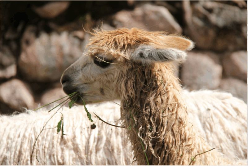 Your Luxury Travel Specialist For Peru And South America 3 travel with purpose