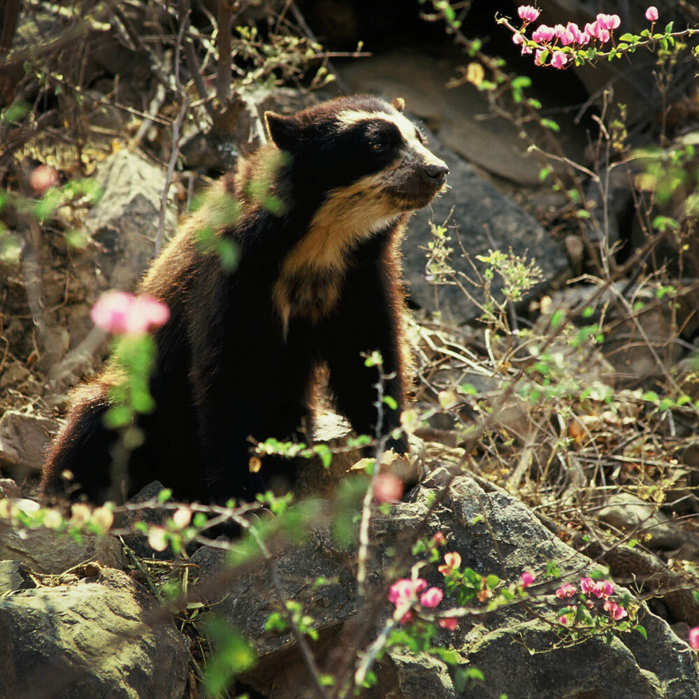 The Deeper &Amp; Different Collection 4 dd cerrochaparri